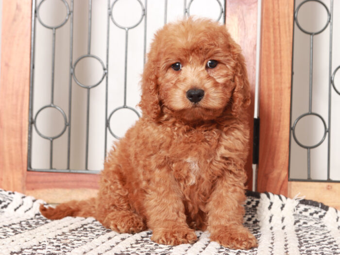 Vinny - Stunning Male Mini Red Goldendoodle Puppy - Image 3