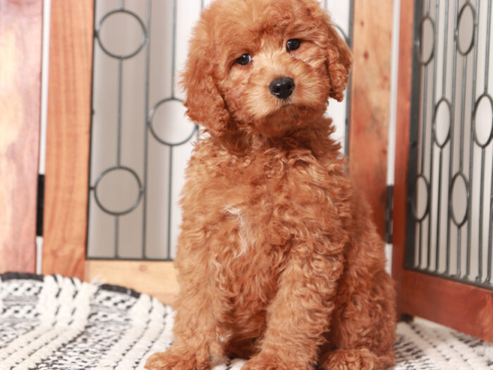 Vinny - Stunning Male Mini Red Goldendoodle Puppy - Image 4