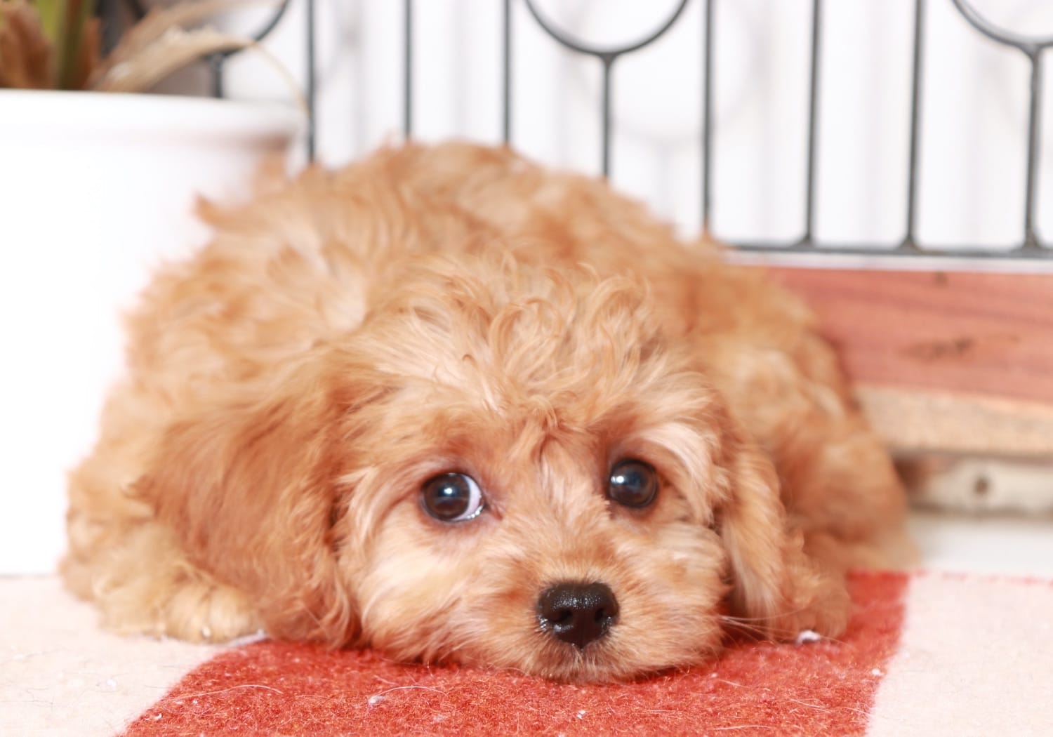 Viola- Gentle Little Female Cavapoo Puppy - Image 4