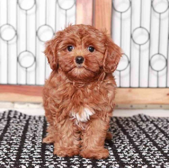 Virginia - Wonderful Little Female Cavapoo Puppy - Image 3