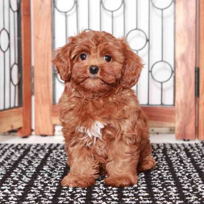 Virginia - Wonderful Little Female Cavapoo Puppy - Image 2