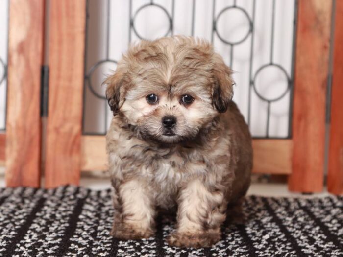 Vivi- Sassy female brown sable Shih-Poo Puppy