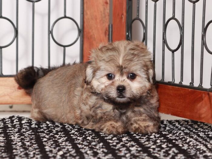 Vivi- Sassy female brown sable Shih-Poo Puppy - Image 3