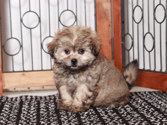 Vivi- Sassy female brown sable Shih-Poo Puppy - Image 4