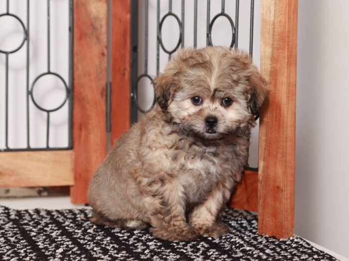 Vivi- Sassy female brown sable Shih-Poo Puppy - Image 5