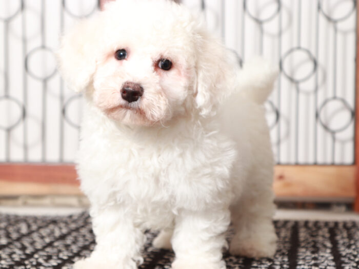 Watson - Cuddly Male Bichon Frise Puppy