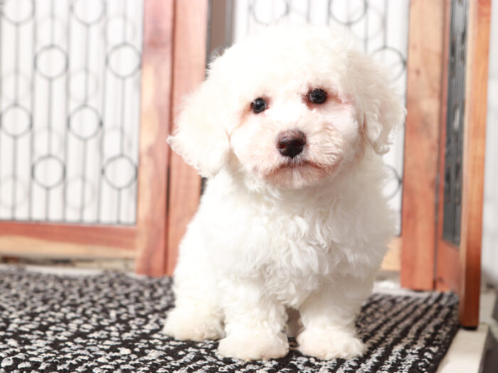 Watson - Cuddly Male Bichon Frise Puppy - Image 3