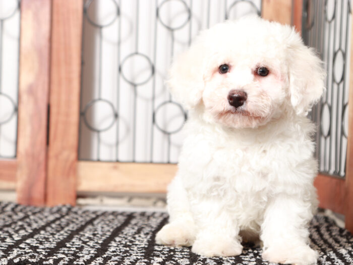 Watson - Cuddly Male Bichon Frise Puppy - Image 4