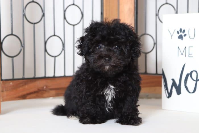 Wendy - Adorable Little Maltipoo Puppy