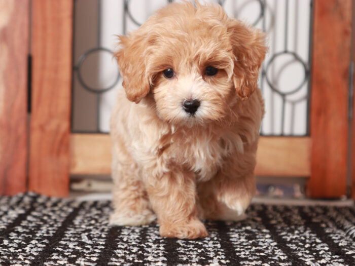 Wendy-  Cute Female Maltipoo Puppy - Image 2
