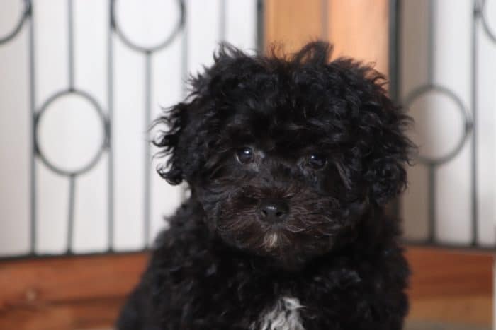 Wendy - Adorable Little Maltipoo Puppy - Image 2