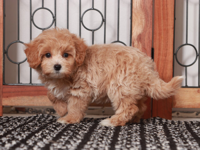 Wendy-  Cute Female Maltipoo Puppy - Image 3