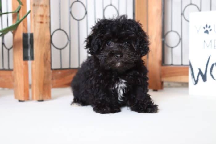 Wendy - Adorable Little Maltipoo Puppy - Image 3