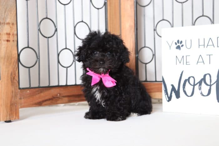 Wendy - Adorable Little Maltipoo Puppy - Image 4