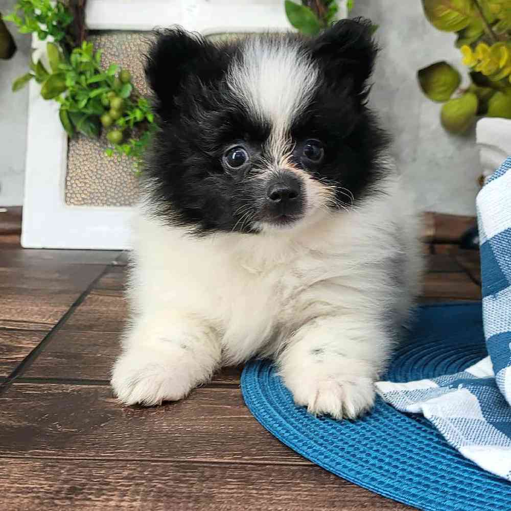 Will- Sweet Little Male Pomeranian Puppy - Florida Puppies Online