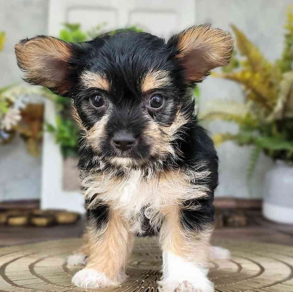 Wilson - Happy Little Male Morkie Puppy - Florida Puppies Online