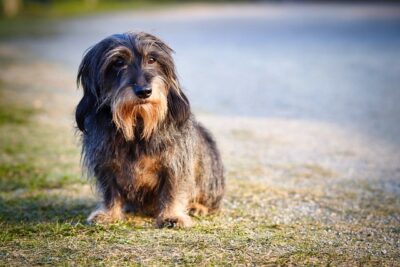 wire haired dachshund