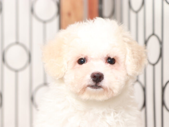 Female Bichon Frise Puppy