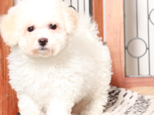 Female Bichon Frise Puppy