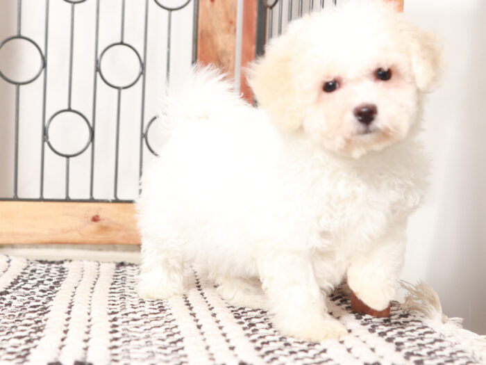 Female Bichon Frise Puppy