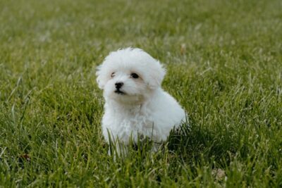 8 weeks old maltipoo puppy