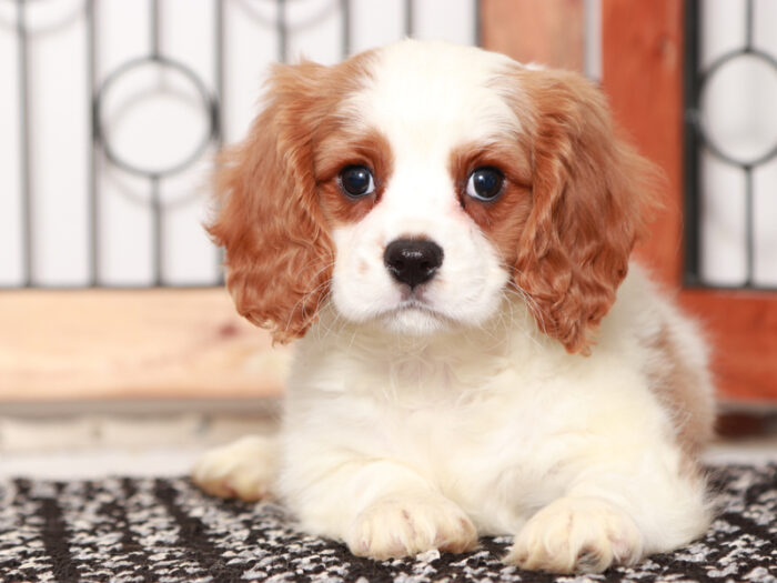 cavapoo