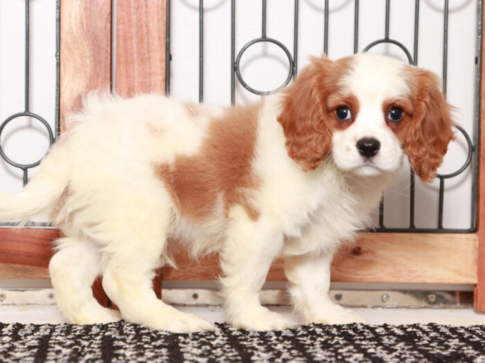 Yogi - Fun Male Cavapoo Puppy For Sale - Image 2