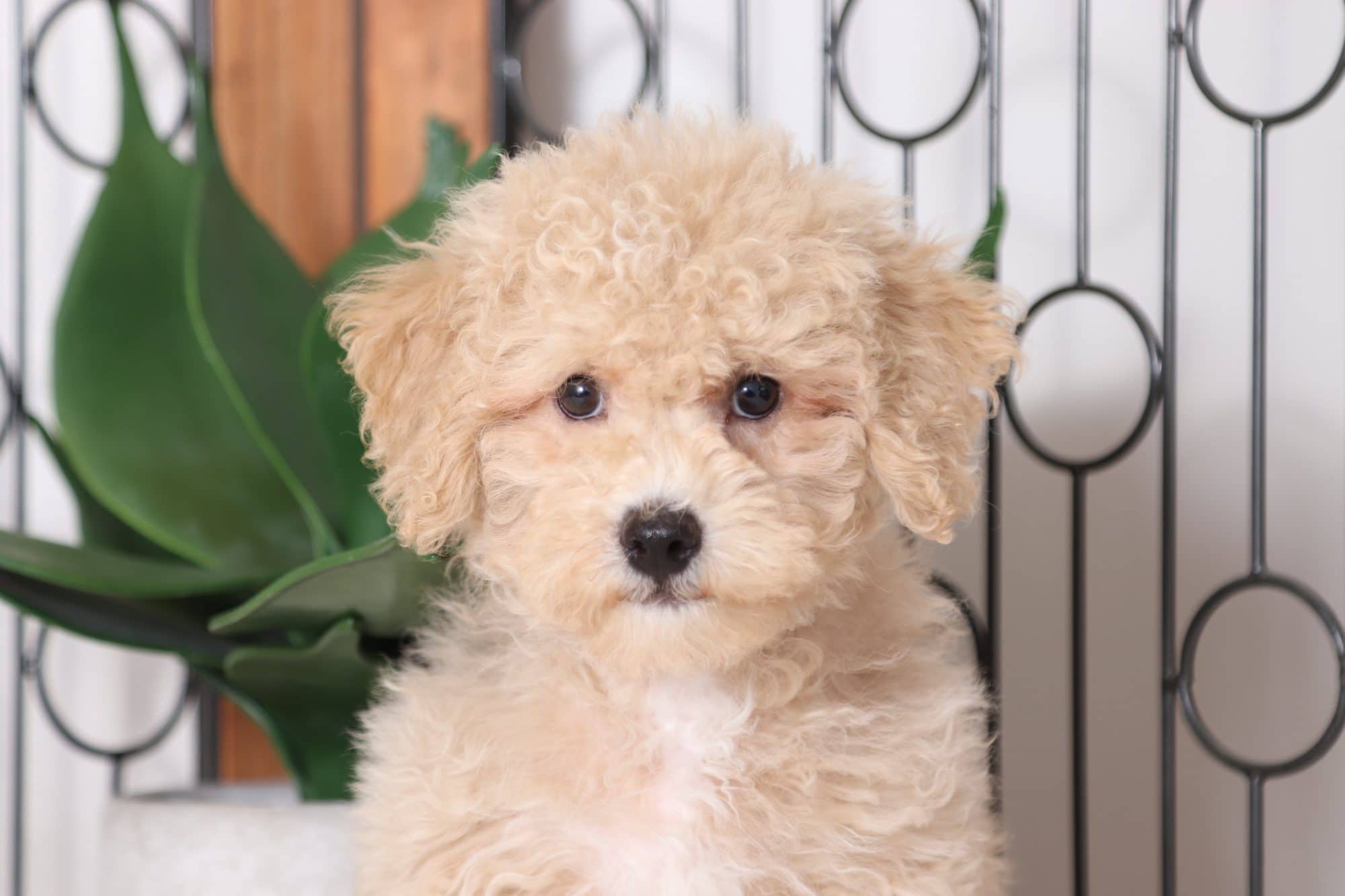 Yogi - Loving Male Poochon Puppy - Image 2
