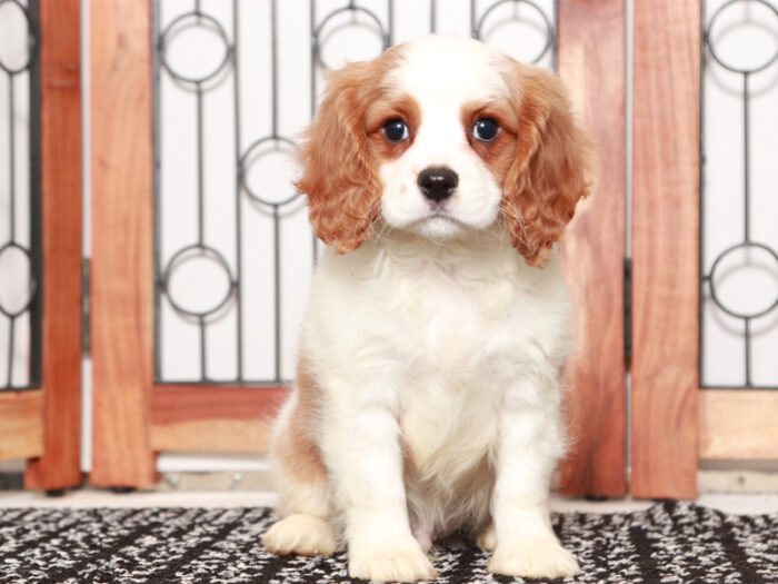 Yogi - Fun Male Cavapoo Puppy For Sale - Image 3