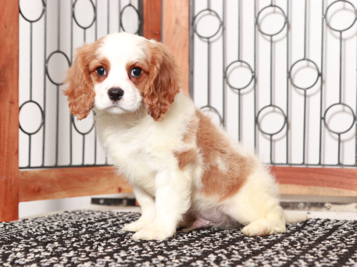 Yogi - Fun Male Cavapoo Puppy For Sale - Image 4