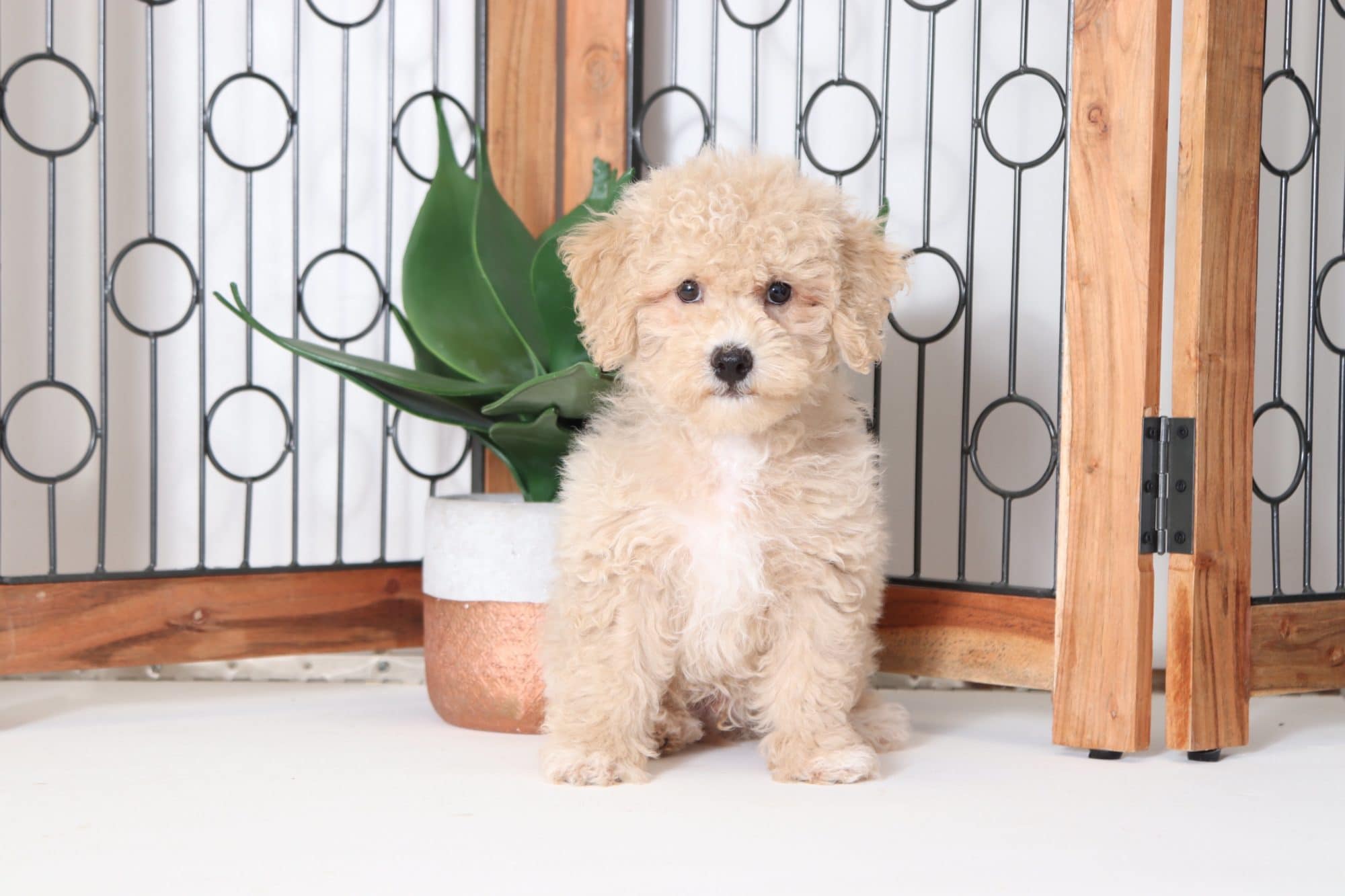 Yogi - Loving Male Poochon Puppy - Image 4