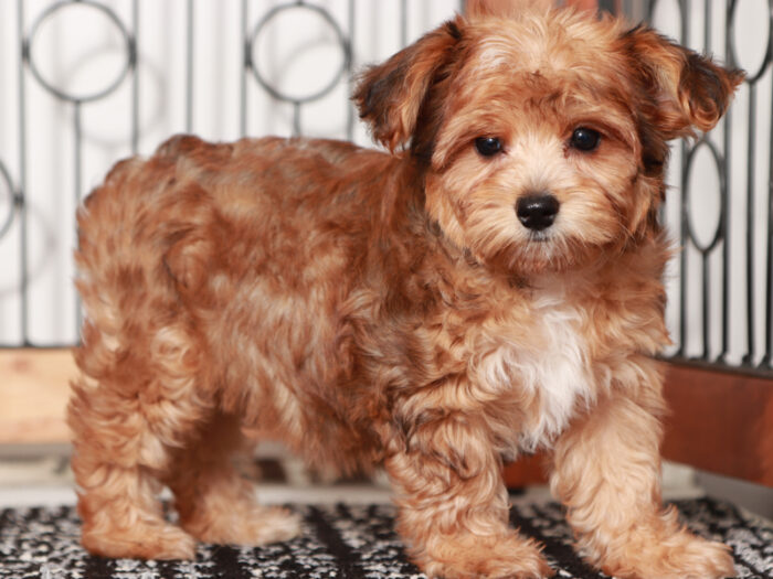 Zara - Wonderful Teacup Female Yorkie-Poo Puppy