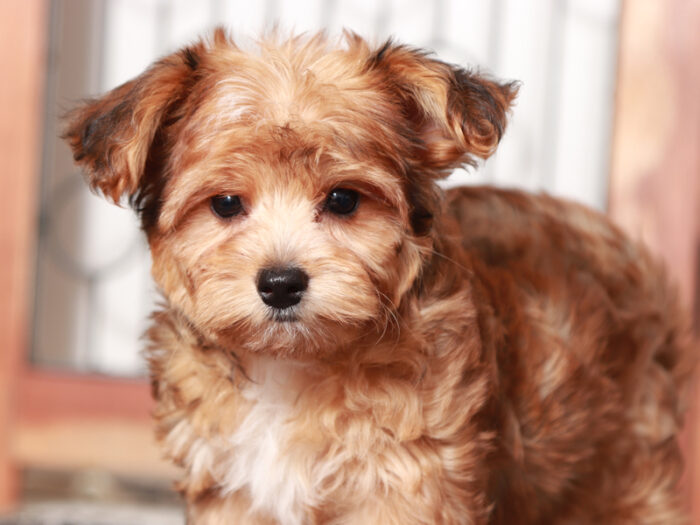 Zara - Wonderful Teacup Female Yorkie-Poo Puppy - Image 2
