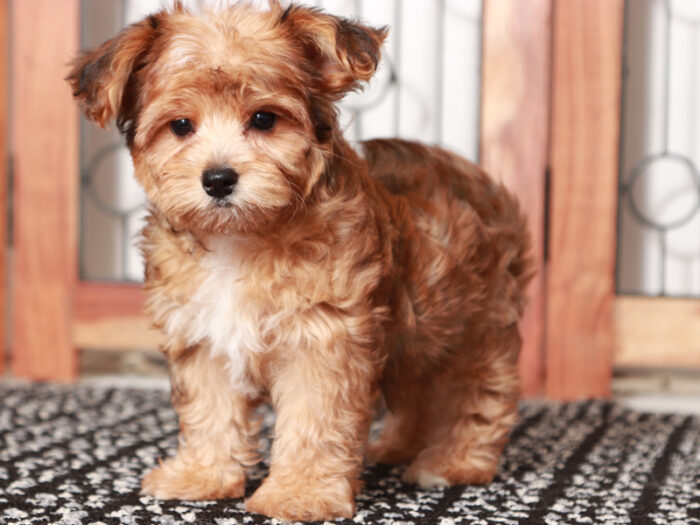 Zara - Wonderful Teacup Female Yorkie-Poo Puppy - Image 3