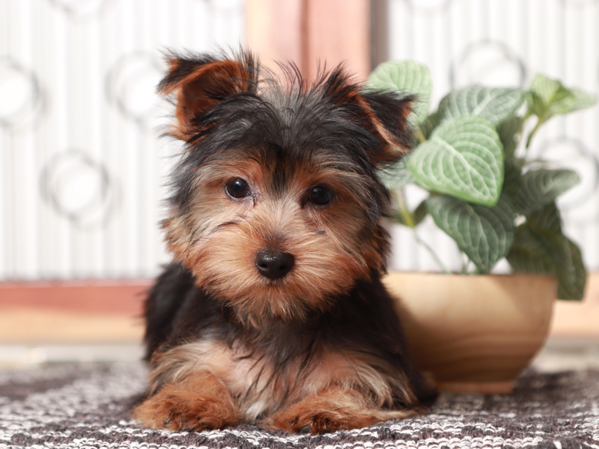 Free Yorkie Puppies In Florida