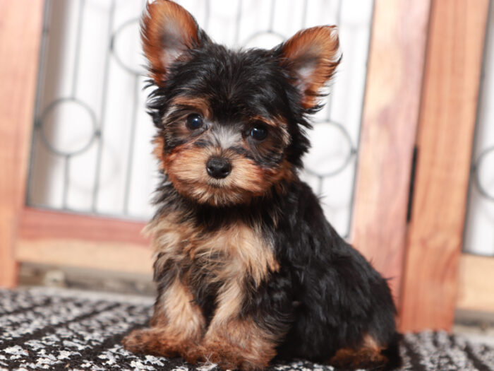 Ziggy - Loving Little male Yorkie Puppy