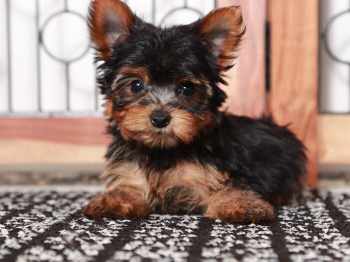 Ziggy - Loving Little male Yorkie Puppy - Image 2