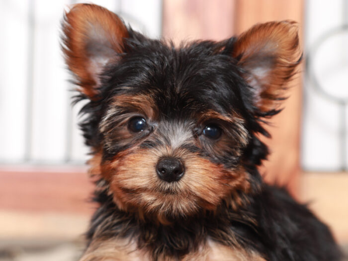 Ziggy - Loving Little male Yorkie Puppy - Image 3