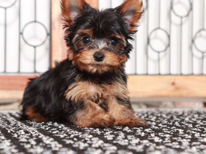 Ziggy - Loving Little male Yorkie Puppy - Image 4