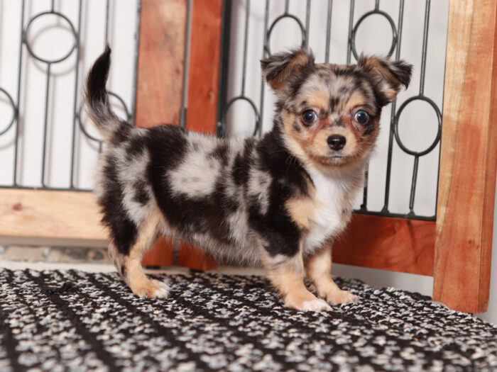 Zora - Adorable Dappled Long-Haired Chihuahua Puppy - Image 4